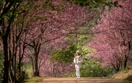 Mùa đông này, hãy trải nghiệm Chiang Mai - thành phố yên bình, hòa mình cùng thiên nhiên