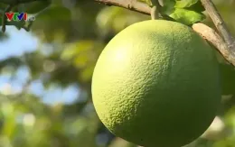 Trái bưởi Việt Nam chính thức có mặt tại thị trường Australia