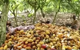 Giá ca cao tăng chóng mặt