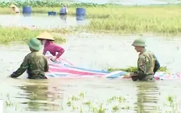 Bộ đội gặt lúa, nỗ lực hỗ trợ người dân vùng mưa lũ