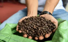 Giá cà phê đồng loạt giảm mạnh