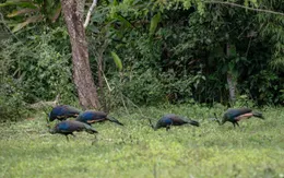 Vườn Quốc gia Cát Tiên nhận 4 giải thưởng quốc tế về du lịch sinh thái