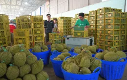 Xuất khẩu nông sản vững bước chinh phục mục tiêu 65 tỷ USD