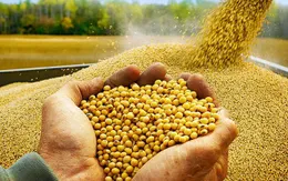 Nông dân Mỹ gặp khó do biến động thương mại Mỹ - Trung