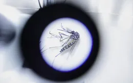 Số ca nhiễm và tử vong do sốt xuất huyết tăng mạnh tại Bangladesh