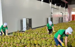 Tăng tốc xuất khẩu sầu riêng