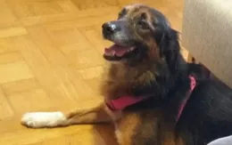 Tòa án EU phán quyết vật nuôi có thể được xem là hành lý trên chuyến bay