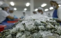 Khuyến nghị doanh nghiệp Việt trước sự cố tôm Indonesia nhiễm xạ