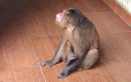 Cứu hộ, thả về môi trường tự nhiên cá thể khỉ mặt đỏ nguy cấp, quý hiếm