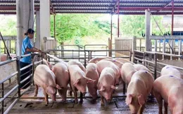 Đảm bảo nguồn cung 8,5 triệu tấn thịt năm 2025, sẵn sàng cho Tết 2026