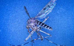 Lần đầu tiên muỗi xuất hiện tại Iceland