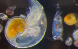 Sinh vật phù du biển - “Người hùng thầm lặng” của khí hậu