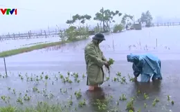 TP Huế tranh thủ thu hoạch rau màu, di dời người dân vùng ngập lụt đến nơi an toàn