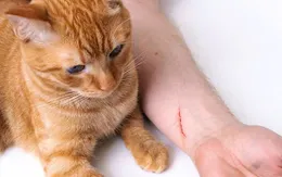 Cẩn trọng chấn thương mắt khi trẻ chơi với chó mèo