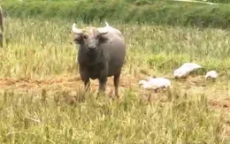 Con trâu lạc liên tục tấn công người, xã vùng cao Nghệ An phát thông báo khẩn