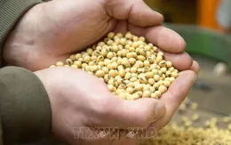 Trung Quốc mua đậu tương Mỹ trở lại