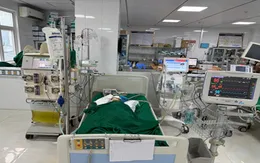 Bé gái 9 tuổi bị ong vò vẽ đốt hơn 50 nốt, suy đa tạng nguy kịch