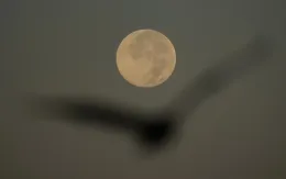 Cách nhận biết siêu trăng tháng 11 - hiện tượng Mặt Trăng gần Trái Đất nhất trong năm