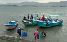 Đắk Lắk: Di dời lồng nuôi tôm hùm đến khu vực an toàn