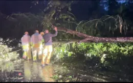 Đắk Lắk: Cây xanh ngã đổ, khuyến cáo người dân không ra đường giữa bão số 13