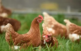 Trung Quốc mở cửa trở lại cho thịt gà Brazil sau 6 tháng tạm dừng nhập khẩu