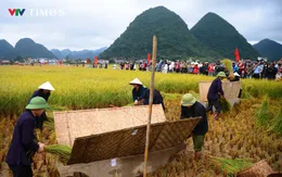Người dân Bắc Sơn tái hiện mùa gặt truyền thống giữa thung lũng vàng