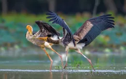 Đời sống thiên nhiên hoang dã qua ống kính nhiếp ảnh