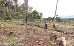 Hàng trăm hecta rừng ở Lâm Đồng biến thành đồi trọc