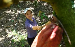 Công nghệ xanh bảo vệ sức khỏe người trồng ca cao