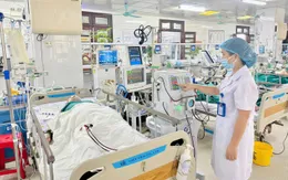 Cấp cứu thành công bệnh nhân bị ong vò vẽ đốt hơn 100 vết, suy đa tạng nguy kịch