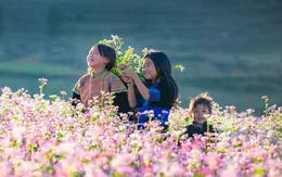 Tuyên Quang tổ chức Lễ hội hoa Tam Giác Mạch lần thứ XI với chủ đề "Miền đá nở hoa"