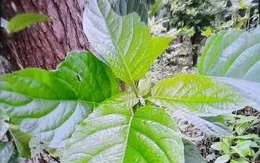Ngộ độc vì chữa táo bón bằng cây lộc mại