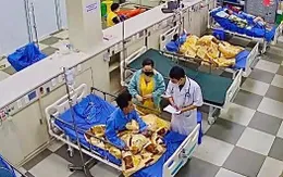 Sốc phản vệ độ III do ong vò vẽ đốt