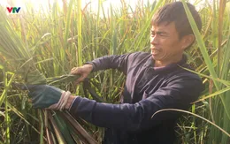 Người dân Ninh Bình tất bật thu hoạch củ niễng - đặc sản có giá trị kinh tế cao