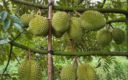 Sầu riêng tiếp tục là mặt hàng xuất khẩu chủ lực
