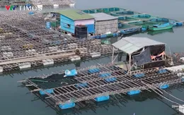 Khánh Hòa khẩn trương thu hoạch thủy sản trước bão số 15