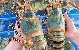 Xuất khẩu tôm hùm Việt Nam 10 tháng đạt kỷ lục 712 triệu USD