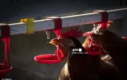 Cảnh báo cúm gia cầm có thể gây ra đại dịch nghiêm trọng hơn COVID-19