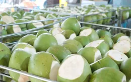 Vĩnh Long xuất khẩu hơn 35 triệu quả dừa tươi
