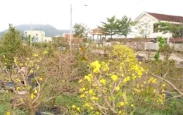 Cần vốn ưu đãi để tái sản xuất sau bão lũ