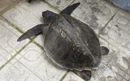 Đà Nẵng: Ngư dân bàn giao đồi mồi dứa quý hiếm, lực lượng chức năng thả về biển an toàn