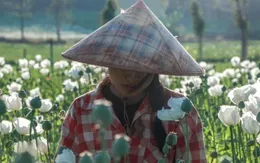Xung đột khiến diện tích trồng thuốc phiện ở Myanmar tăng mạnh