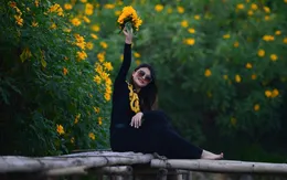 Dã quỳ nở rộ khoe sắc những ngày chớm đông