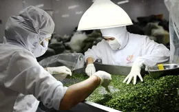 Chế biến sâu: "Chìa khóa vàng" mở lối tăng trưởng tỉ đô cho nông sản Việt