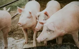 Tây Ban Nha ứng phó dịch tả lợn