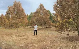 Lâm Đồng: Sầu riêng chết hàng loạt sau lũ, nhiều hộ dân trắng tay