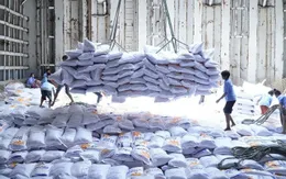 Ngành lúa gạo trước ngã rẽ xanh: Sụt giảm xuất khẩu và áp lực tái định vị