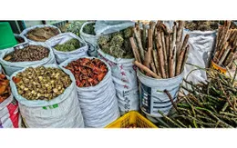 Ra mắt thư viện số toàn cầu về y học cổ truyền