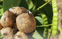 Bộ Y tế: Làm rõ vụ việc nghi ngộ độc hạt củ đậu tại Ninh Bình