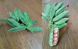 Ngộ độc nguy kịch do nuốt hạt trái cây lạ trong vườn